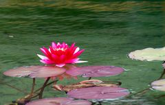 rote Seerose aus 5m Entfernung