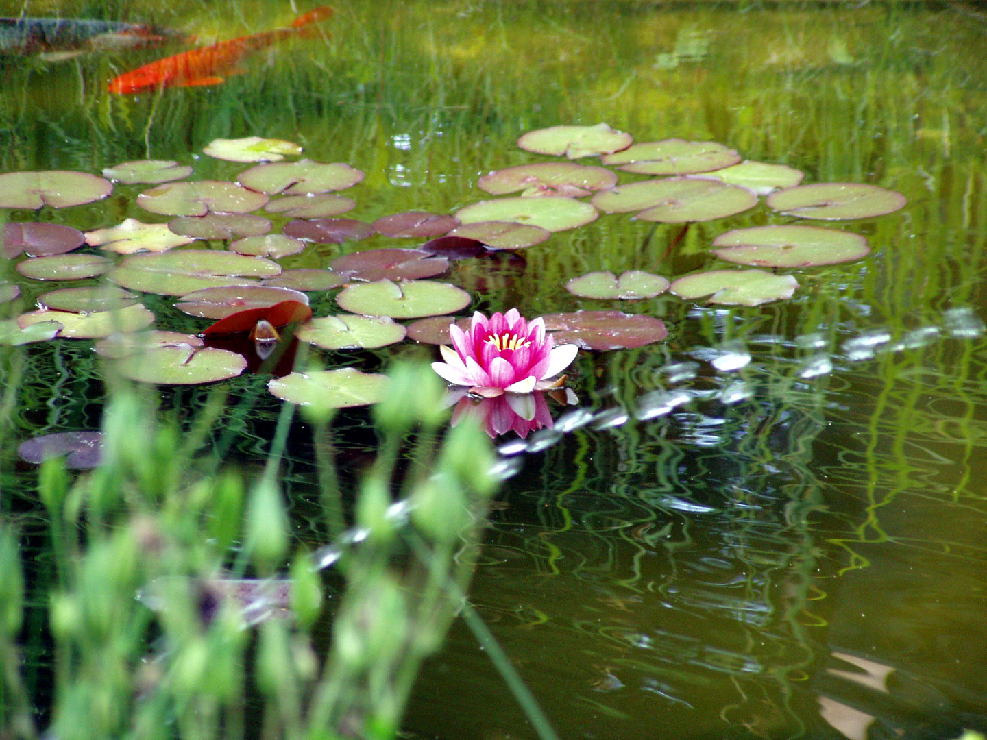 rote Seerosen im Teich mit Koi Foto & Bild pflanzen, pilze & flechten