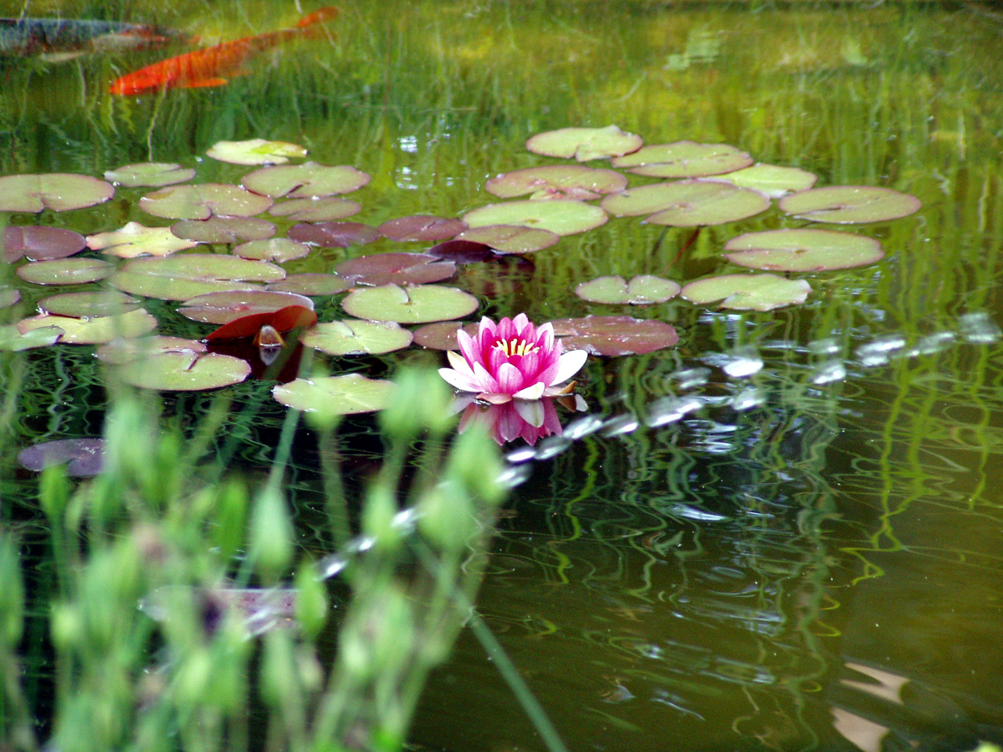 rote Seerosen im Teich mit Koi