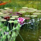 rote Seerosen im Teich mit Koi