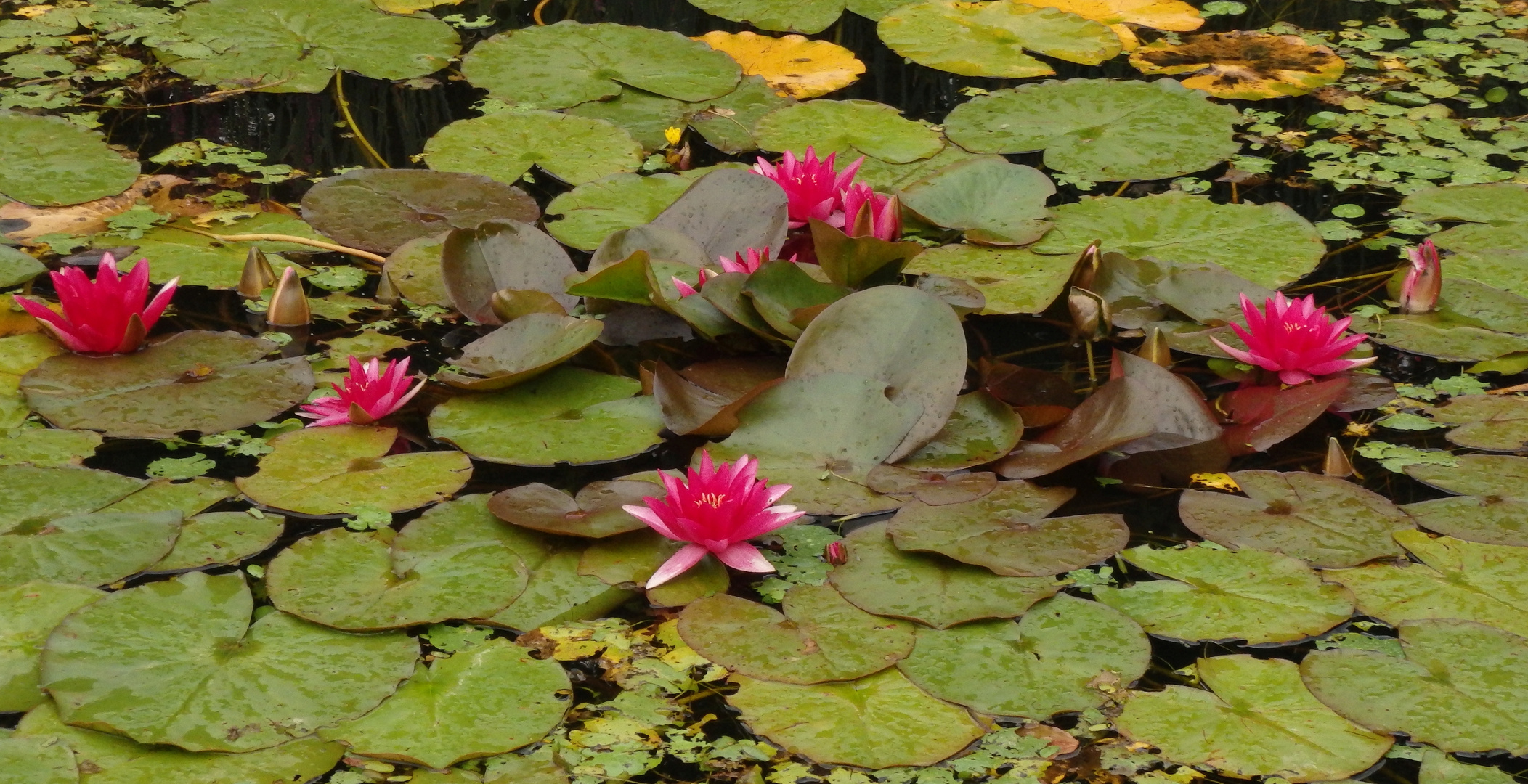 Rote Seerosen in einem Gartenteich