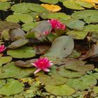 Rote Seerosen in einem Gartenteich