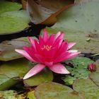 Rote Seerosen in einem Gartenteich