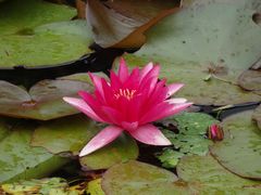 Rote Seerosen in einem Gartenteich