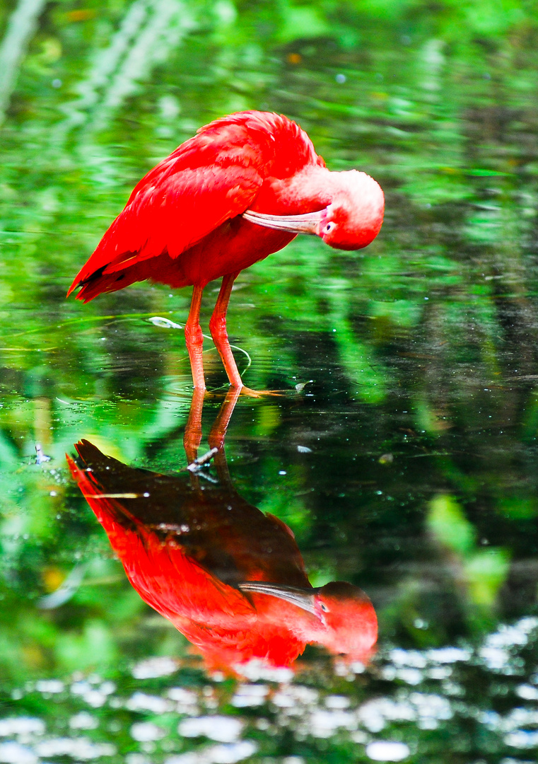 Rote Sichler Spieglung