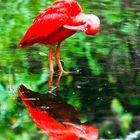 Rote Sichler Spieglung