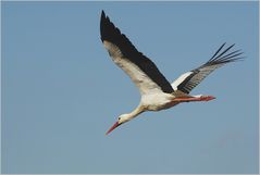 Rote Socke im Landeanflug