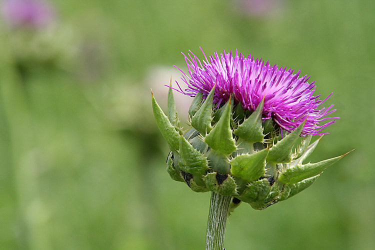 Rote Sommerdistel