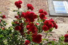 Rote Sommerrosen