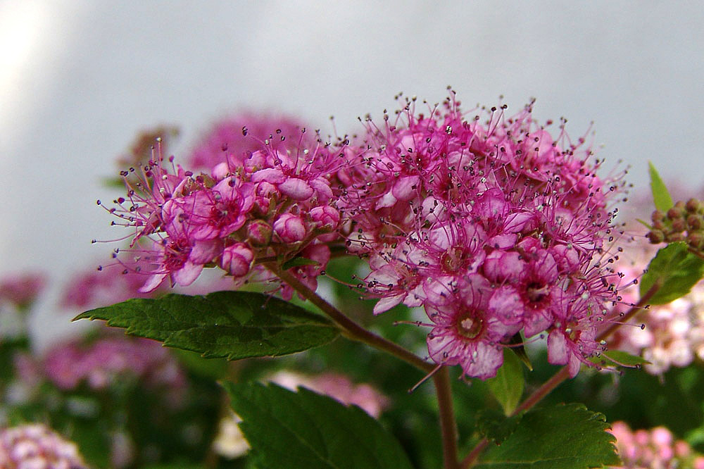 Rote Sommerspiere 'Anthony Waterer