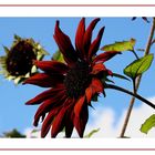 Rote Sonnenblume