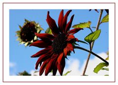 Rote Sonnenblume