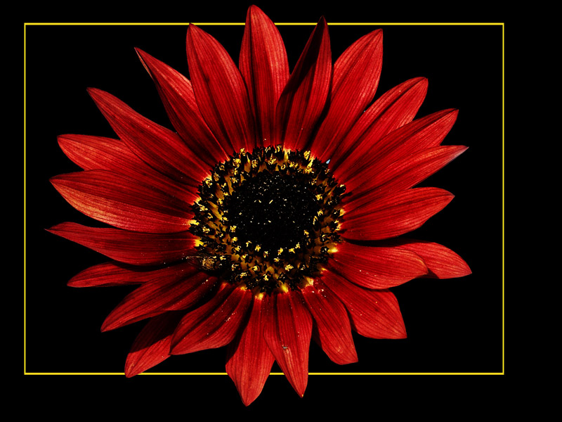 rote Sonnenblume..... Foto & Bild pflanzen, pilze & flechten, blüten