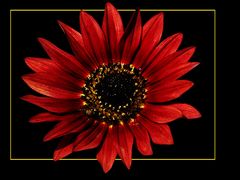 rote Sonnenblume.....