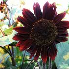 Rote Sonnenblume