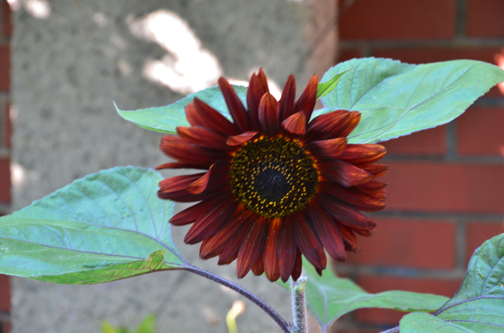 Rote Sonnenblume