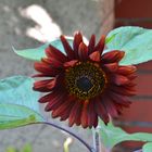 Rote Sonnenblume