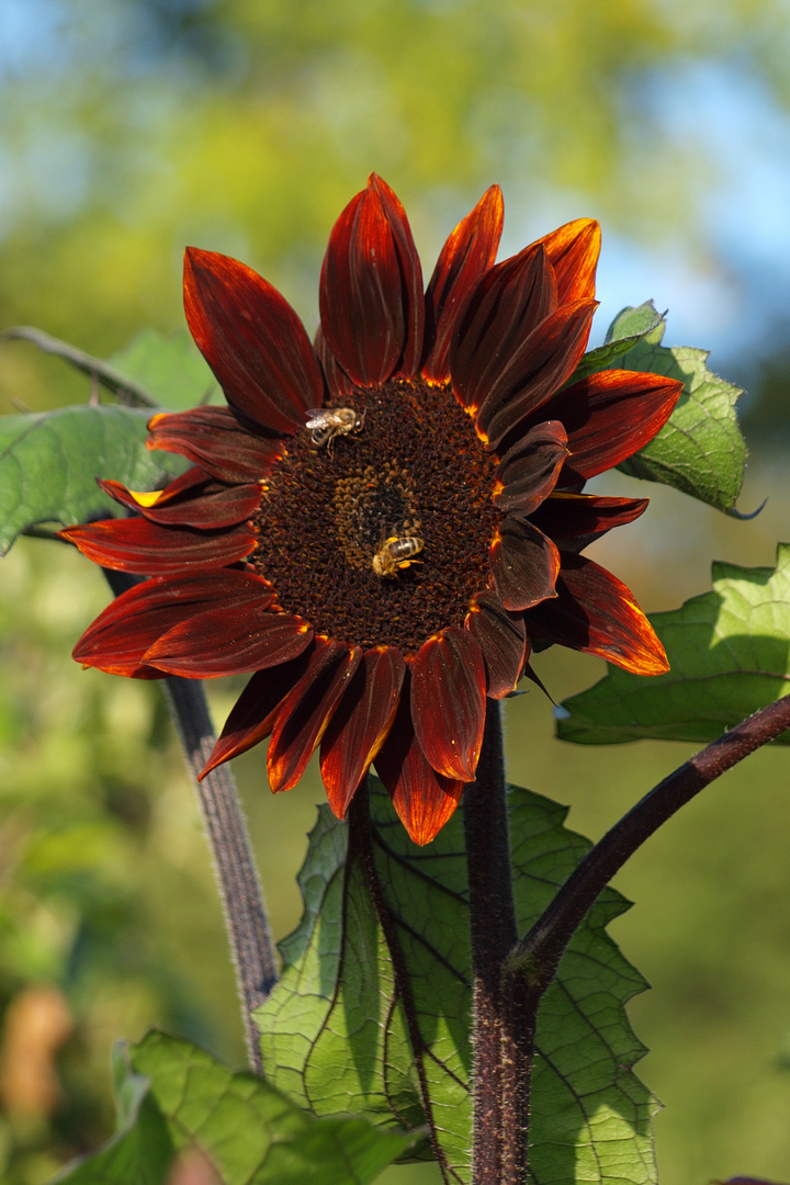 rote Sonnenblume