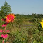 Rote Sonnenblume