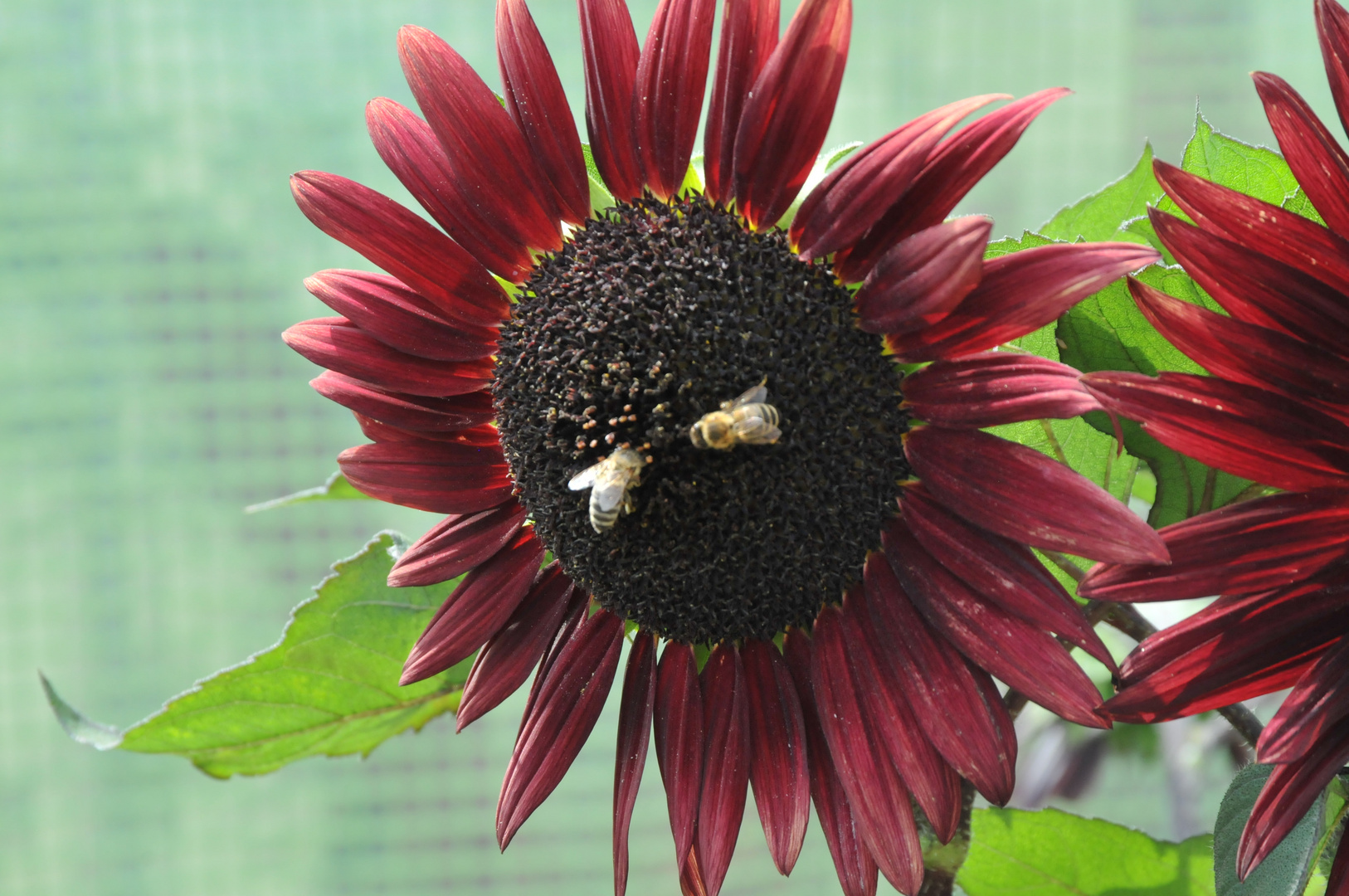 Rote Sonnenblume