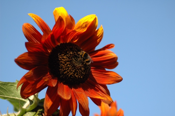 rote Sonnenblume Foto & Bild pflanzen, pilze & flechten, blüten