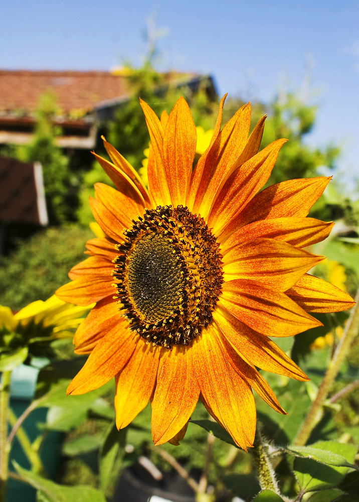 Rote Sonnenblume