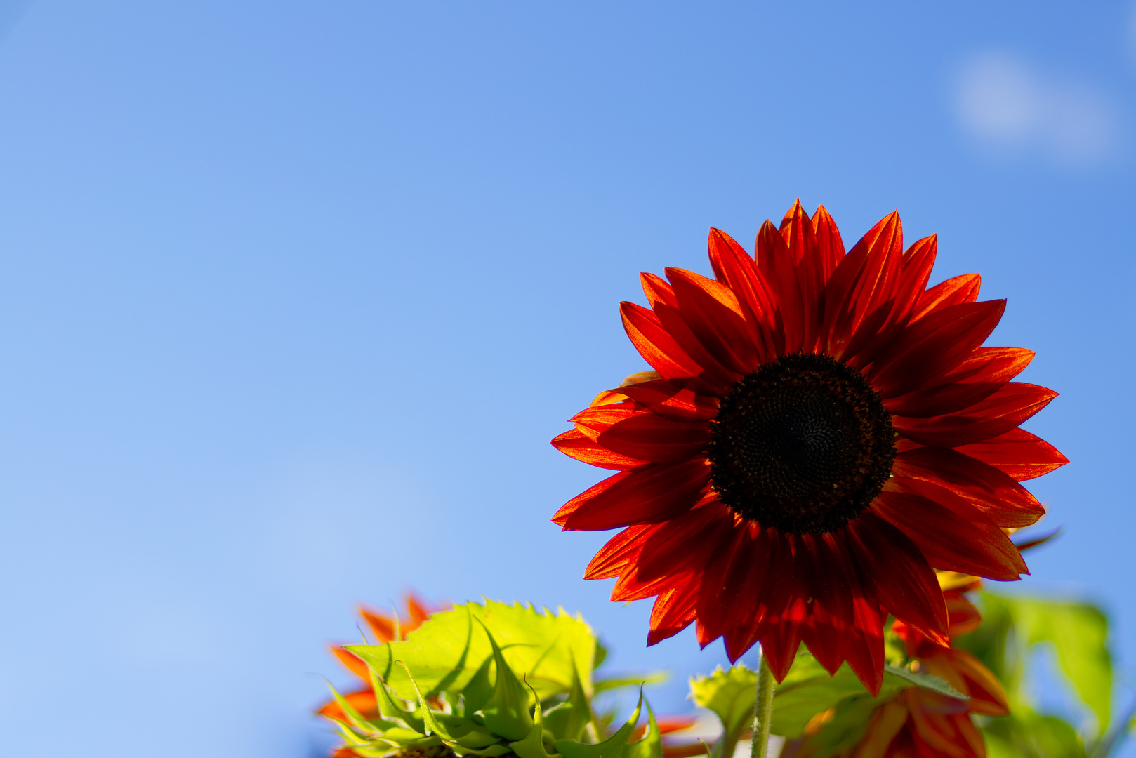 Rote Sonnenblume