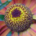 Rote Sonnenbraut Helenium autumnale