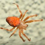 Rote Spinne