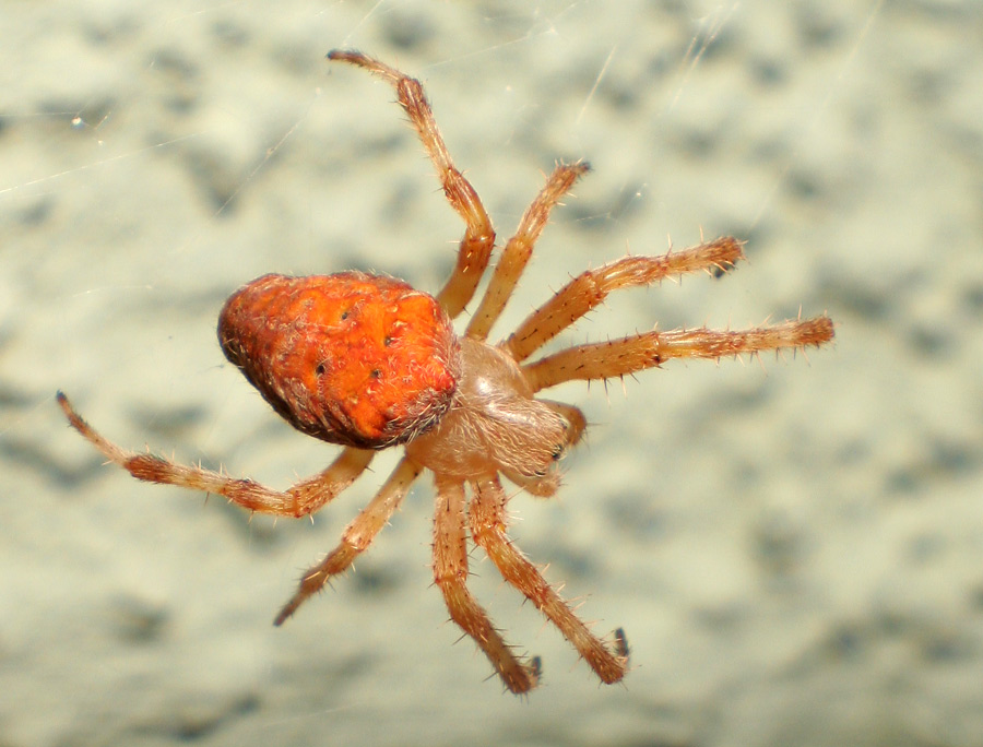 Große Rote Spinne Im Haus