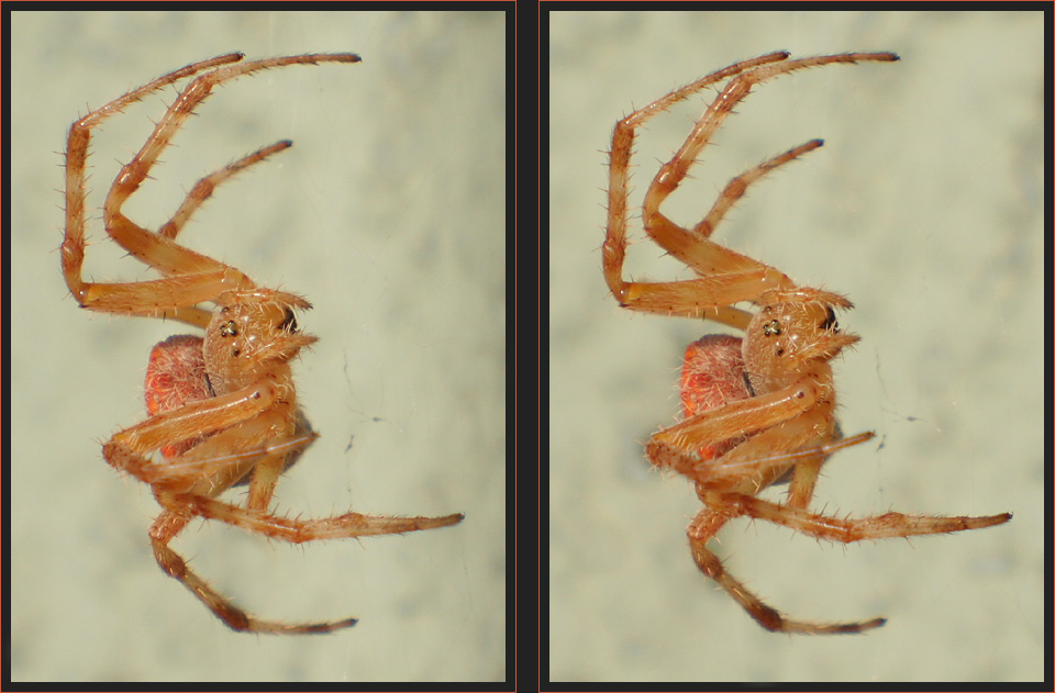 Rote Spinne [3D]