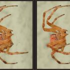 Rote Spinne [3D]