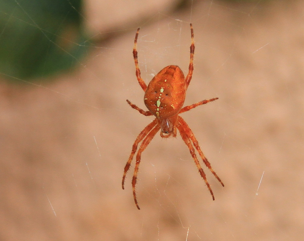 Rote Spinne Foto Bild Tierwelt Bilder Auf Fotocommunity