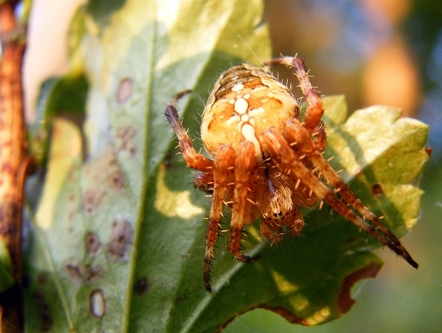 Rote Spinne Foto & Bild tiere, wildlife, insekten Bilder auf