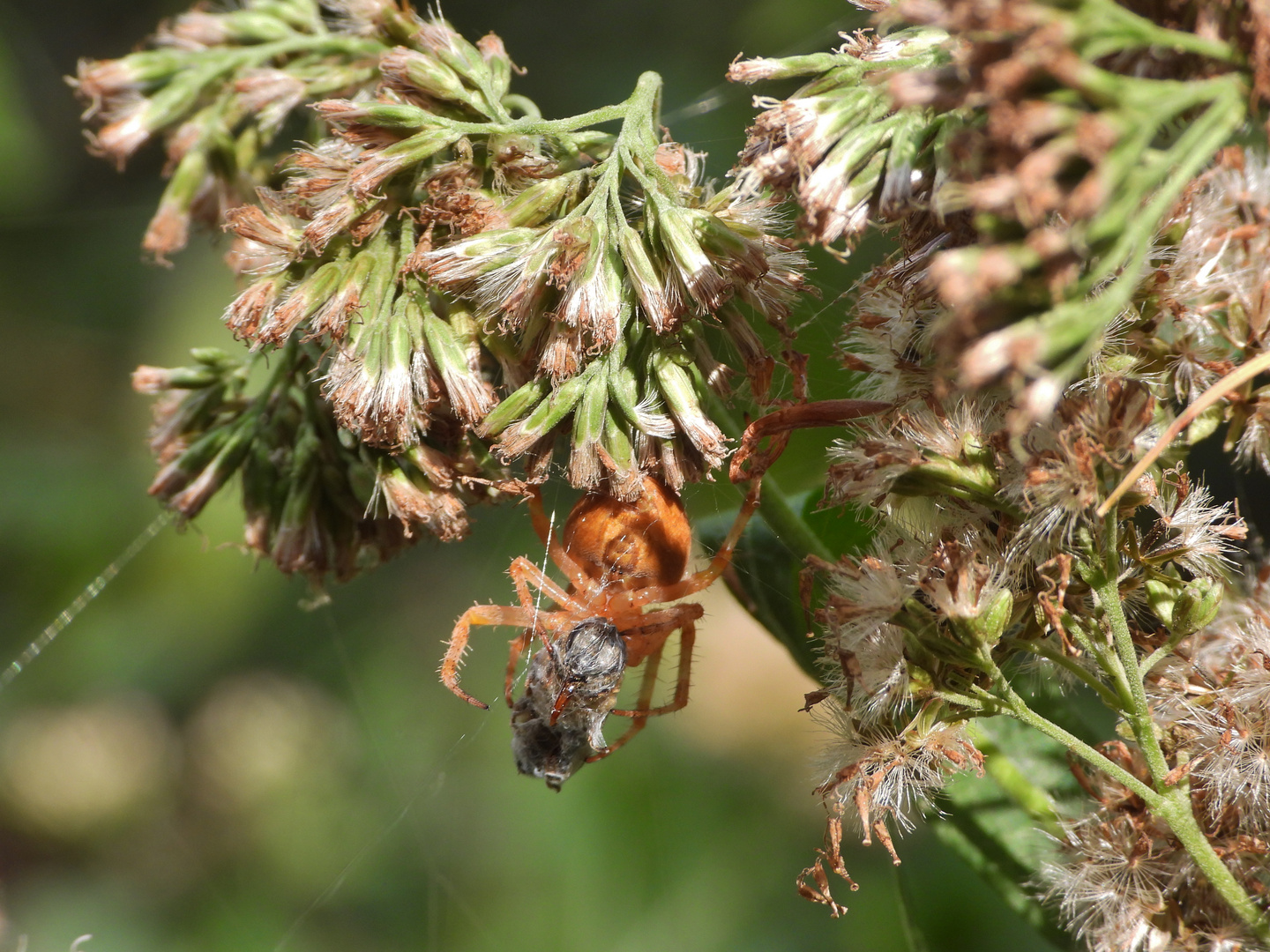 rote Spinne mit Beute Foto & Bild natur, tiere, wildlife Bilder auf