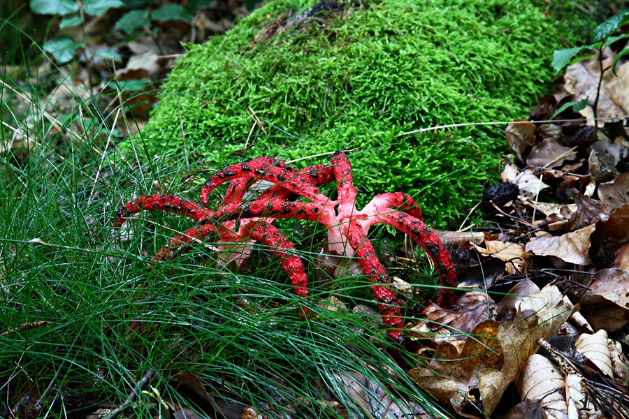 Rote Spinnen im Wald