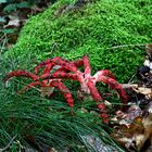 Rote Spinnen im Wald