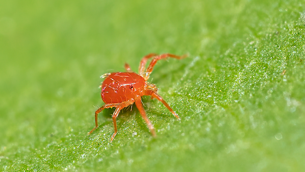 Rote Spinnmilbe