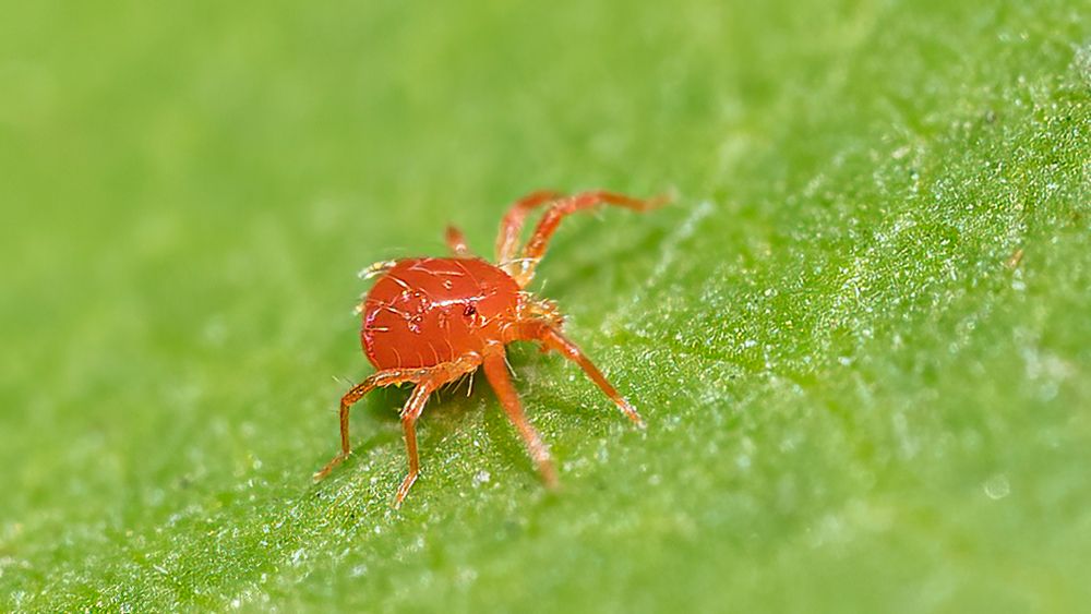 Rote Spinnmilbe Foto &amp; Bild | tiere, wildlife, spinnen Bilder auf ...