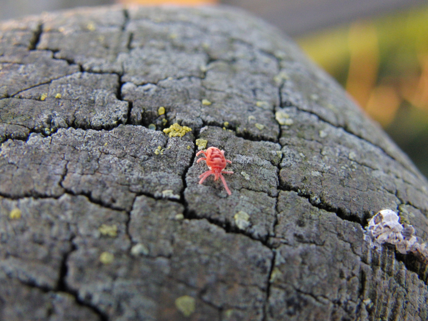 Rote Spinnmilbe Foto Bild Makro Natur Tiere Bilder Auf