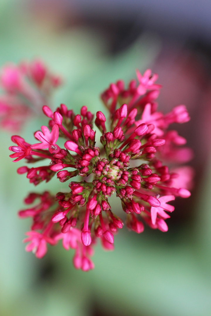 Rote Spornblume