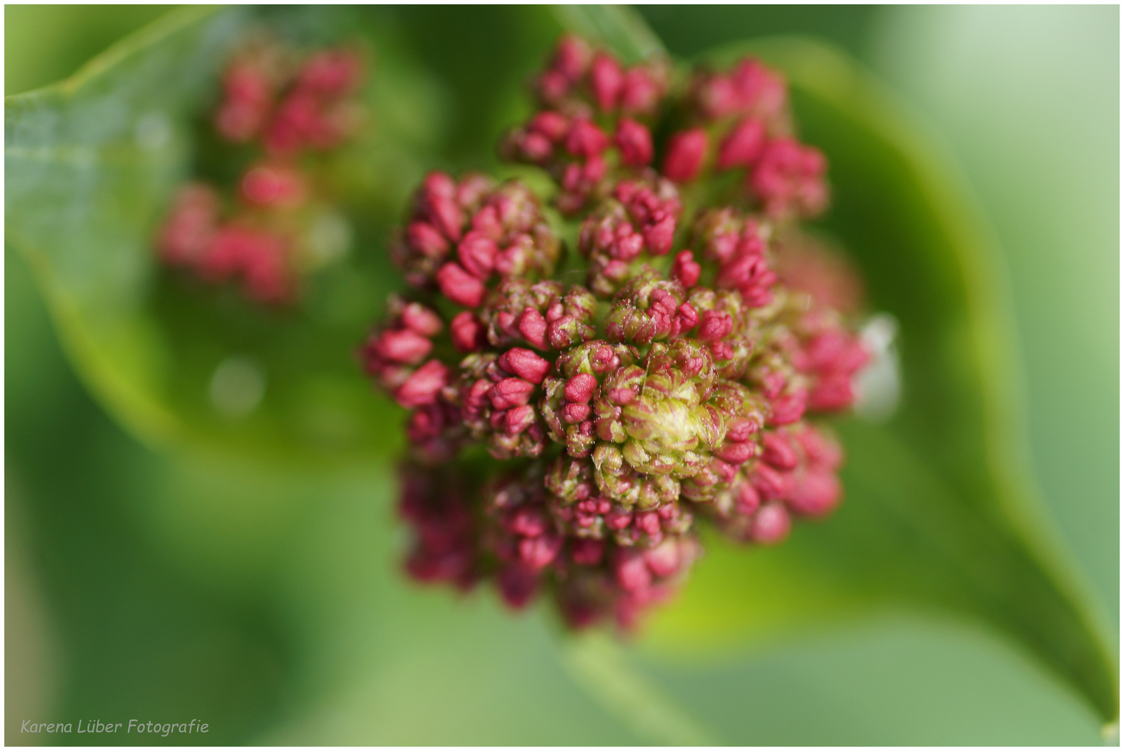 Rote Spornblume