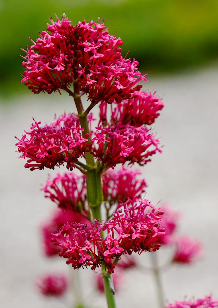 Rote Spornblume