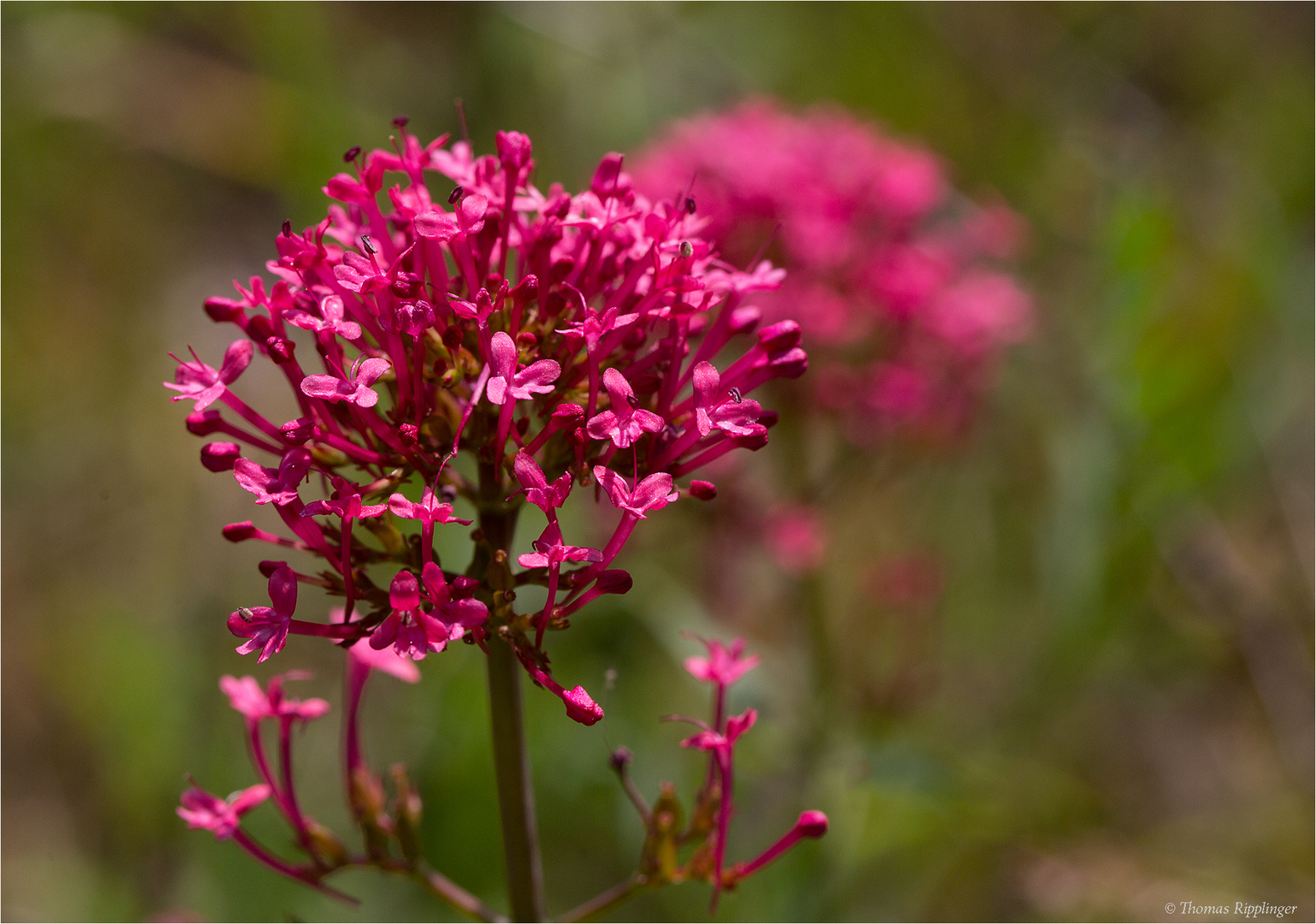 Rote Spornblume (Centranthus ruber)...........