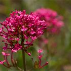 Rote Spornblume (Centranthus ruber)...........