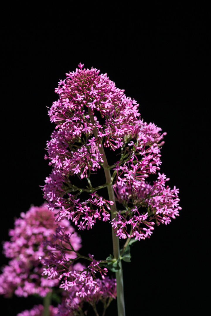 Rote Spornblume (centranthus ruber)