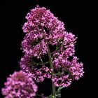 Rote Spornblume (centranthus ruber)