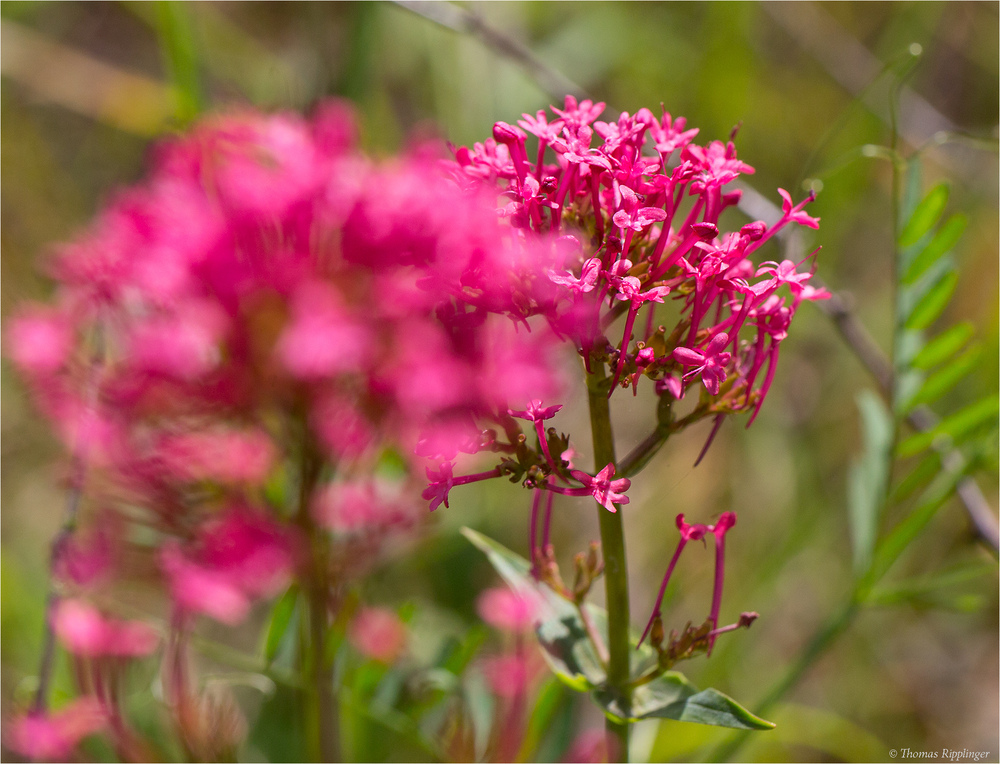 Rote Spornblume (Centranthus ruber).