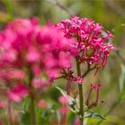 Rote Spornblume (Centranthus ruber).