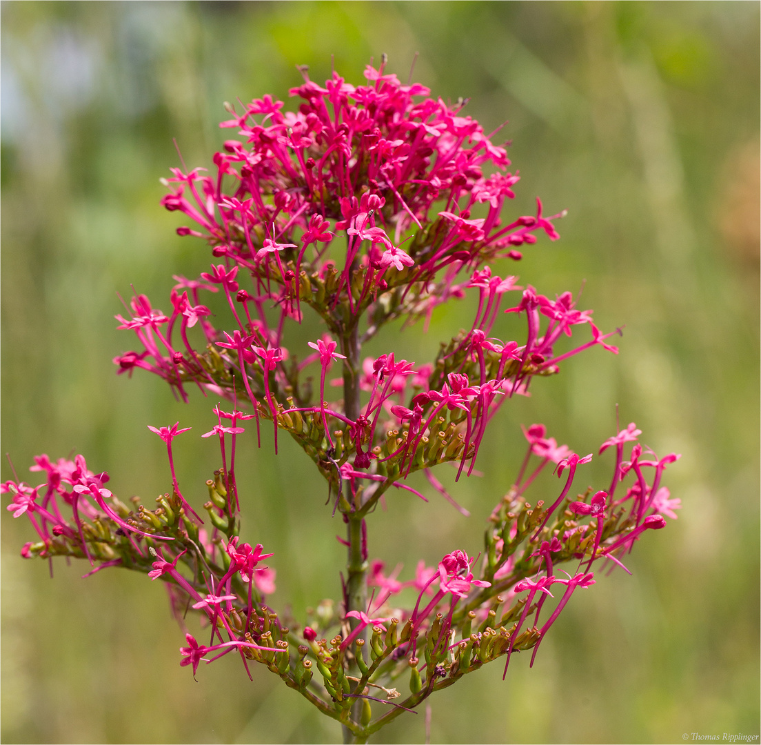 Rote Spornblume (Centranthus ruber).......